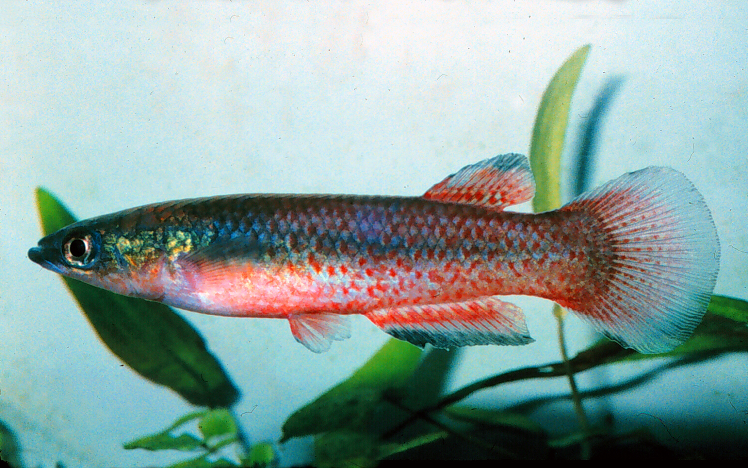 (Pachypanchax) Род ПАХИПАНХАКСЫ 7 видов